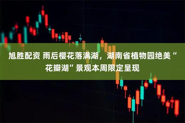 旭胜配资 雨后樱花落满湖，湖南省植物园绝美“花瓣湖”景观本周限定呈现