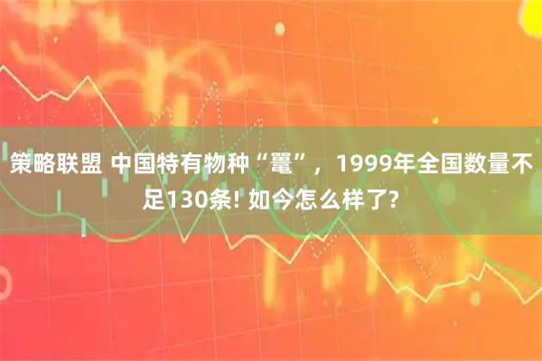 策略联盟 中国特有物种“鼍”,1999年全国数量不足130条! 如今怎么样了?